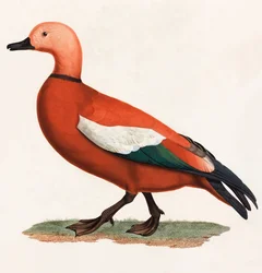 Farbillustration einer braunen Ente