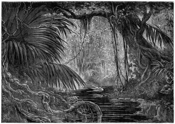 Eine Waldszene in Peru, 1877