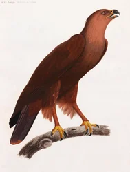 Ganzseitige Farbillustration eines braunen Vogels auf einem Ast