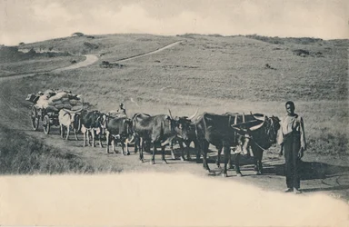 Ein typischer Ochsenwagen - Südafrika, frühes 20. Jahrhundert