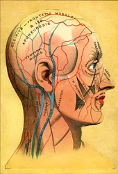 Anatomische Tafel, der Kopf - Kopfhaut: venöser Abfluss