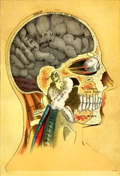 Anatomische Tafel, der Kopf 1905