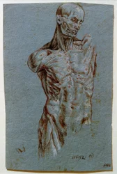 Anatomische Studie