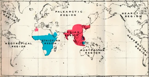 Anthropoidea - VI. Kartierung der Verbreitung verschiedener Arten Blau und Macacus Rot, 1897