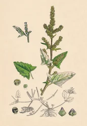 Atriplex deltoidea. Dreieckiger Meerkohl