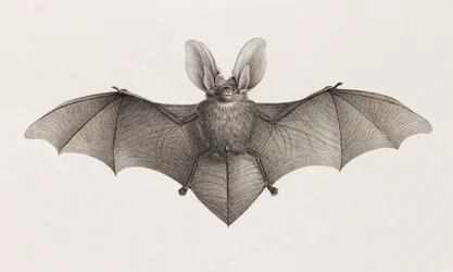 Fledermaus mit großen Ohren, Fledermäuse in Ägypten