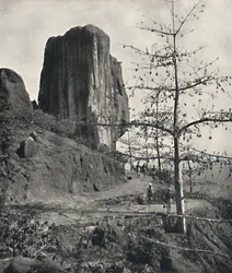 Baumwollbaum Bombax malabaricum mit reifen Samen, 1926