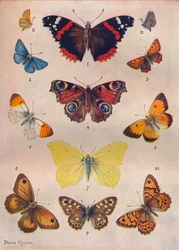 Schöne Schmetterlinge der Britischen Inseln, um 1934