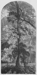 Großer Baum, 1883