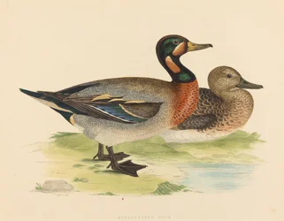 Bimakulierte Ente