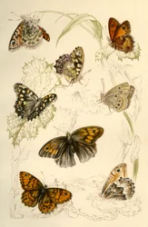 Schmetterlinge, 19. Jahrhundert