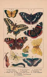 Schmetterlinge, 19. Jahrhundert