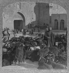 Ziegenkauf am Damaskustor, Jerusalem, ca. 1900