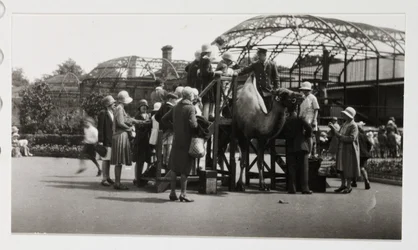 Kamelritt, um 1930