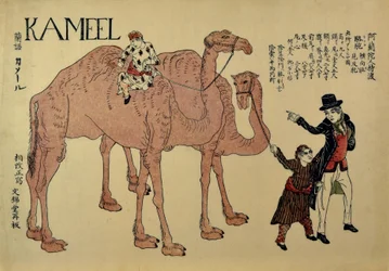 Kamele mit niederländischen Führern, ca. 1821