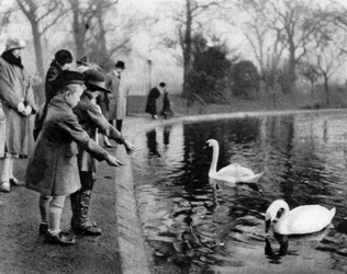 Kinder füttern die Schwäne auf der Serpentine, London