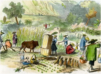 Chinesische Ernte, Hongkong, ca. 1875