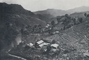 Cingalesische Teeplantage, 1924