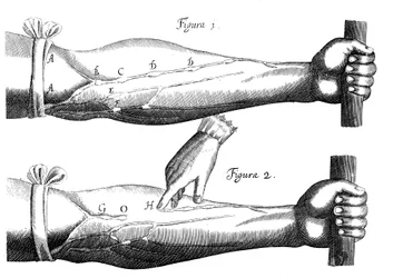 Kreislauf des Blutes, 1628