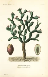 Cochenille-Kaktus