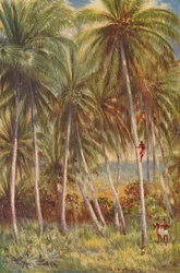 Kokospalmen