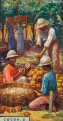 Kakao, 2. - Öffnen der Schoten, Trinidad, 1928