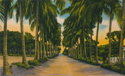 Kokosnussallee, Barranquilla, ca. 1940er