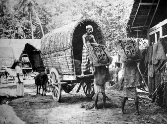 Kokosnussproduktion, Indien, 20. Jahrhundert