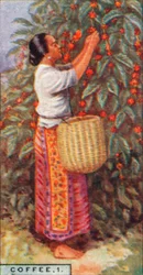 Kaffee, 1. - Ernte der Beeren, Ostindien, 1928
