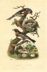 Buchfink, Fringilla coelebs, Nest und Eier, und Bergfink, Fringilla montifringilla mit Eiern