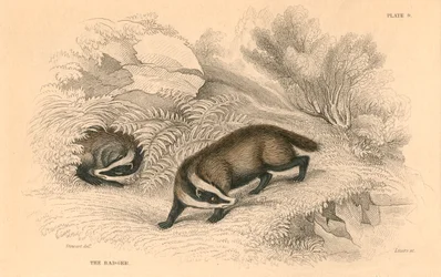 Gemeiner oder Eurasischer Dachs Meles meles, 1828