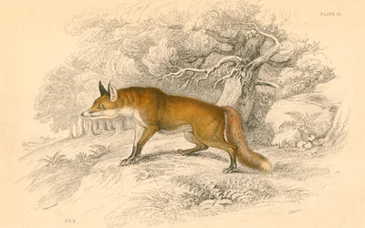 Gemeiner oder Rotfuchs Vulpes vulpes, 1828