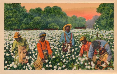 Baumwollernte, Augusta, Georgia, 1943