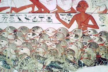 Gänse zählen: Fragment einer Wandmalerei aus dem Grab von Nebamun, Theben, Ägypten, ca. 1350 v. Chr.