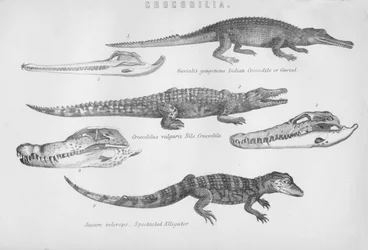 Krokodile, 19. Jahrhundert