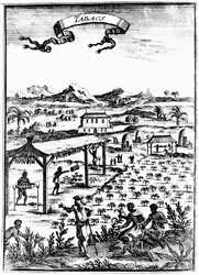 Tabakanbau und -verarbeitung in Westindien mit Sklavenarbeit, 1686