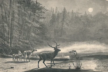 Hirsche am Lake St. Regis bei Nacht, 1883