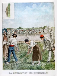 Die Heuschrecke zerstören, 1901