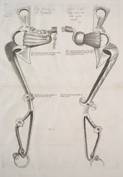 Diagramm für Pferdegebiss, 1700er