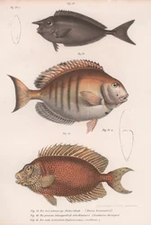 Doktorfisch, Gemeiner Schnapper, Kurzschnäuziger Einhornfisch
