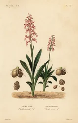 Frühblühende Knabenkraut, Orchis mascula, Orchis male, und Grünflügel-Knabenkraut, Anacamptis morio, Orchis morion