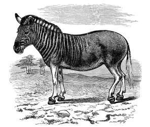 Gravur eines Quagga, 1893