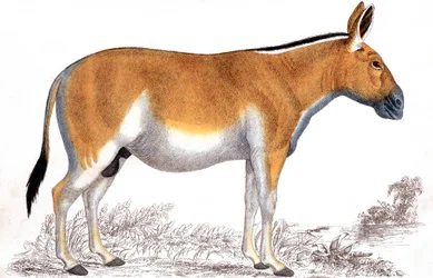 Gravur eines Quagga