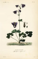 Gewöhnliche Akelei, Aquilegia vulgaris
