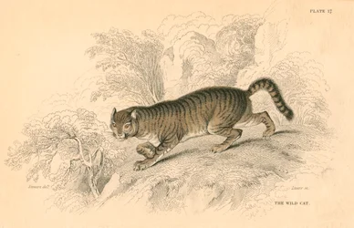 Europäische Wildkatze Felis silvestris, 1828