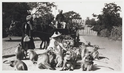 Europäische Frau füttert eine Affenbande, Indien, um 1910