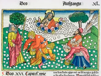Exodus 16:13-22: Gott versorgt die Israeliten mit Wachteln und Manna