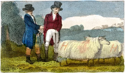 Bauern diskutieren über Dishley New Leicester Schafe, 1822