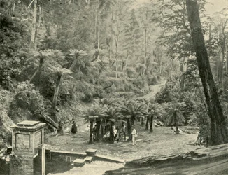 Farnbaum und Weg, Mount Wellington, 1901