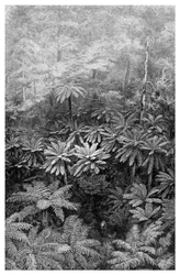 Fern Tree Gully, Australien, 1886